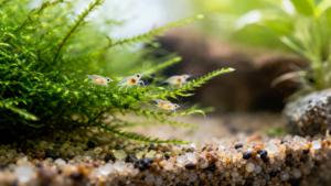 ミナミヌマエビの稚エビの大きさはどのくらい？成長速度と飼育のコツを解説