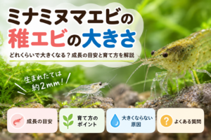 ミナミヌマエビの稚エビの大きさは？生まれたてからの成長速度と育て方を解説