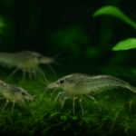 ミナミヌマエビは水草を食べる？マツモ等おすすめの種類や量と食害対策まで解説！