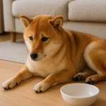 犬の下痢はご飯を抜くべき？症状の見極め方と受診の目安を徹底解説