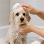 犬のお風呂の頻度|入らないとどうなる?入れすぎはよくない?を徹底解説!