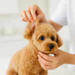 犬の耳ダニの見分け方は？黒い耳垢の正体と治療の流れをわかりやすく解説