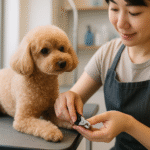 犬の爪切りは予約なしでもできる?行ける場所と注意点を分かりやすく解説