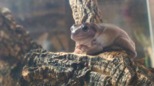 イエアメガエルの飼育！寿命は何年？レイアウトや臭い対策も解説！