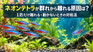 ネオンテトラが群れから離れる原因は？1匹だけ離れる・動かないときの対処法