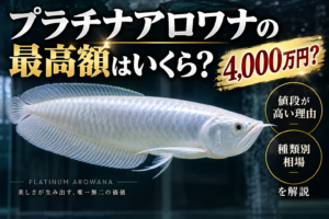 プラチナアロワナの最高額はいくら？4,000万円？値段が高い理由と種類別相場を解説