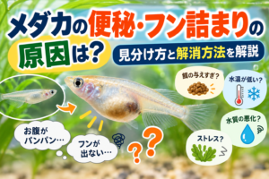 メダカの便秘・フン詰まりの原因は？見分け方と解消方法を解説