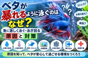 ベタが暴れるように泳ぐのはなぜ？急に激しく泳ぐ・泳ぎ回る原因と対策