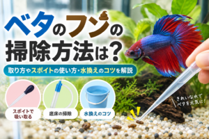ベタのフンの掃除方法は？取り方やスポイトの使い方・水換えのコツを解説