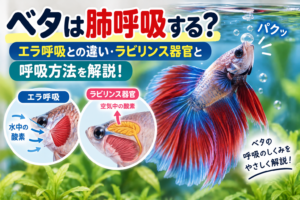 ベタは肺呼吸する？エラ呼吸との違いと酸欠に強い理由を徹底解説