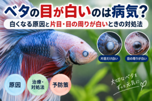 ベタの目が白いのは病気？白くなる原因と片目・目の周りが白いときの対処法