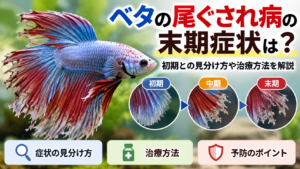 ベタの尾ぐされ病の末期症状は？初期との見分け方や治療方法を解説