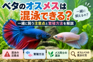 ベタのオスメスは混泳できる？一緒に飼う注意点と繁殖方法を解説