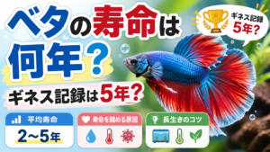 ベタの寿命は何年？ギネス記録は5年？平均寿命と長生きのコツを解説