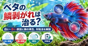 ベタの鱗剥がれは治る？白い・赤い原因と鱗の再生、対処法を解説