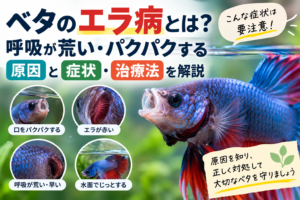 ベタのエラ病とは？呼吸が荒い・パクパクする原因と症状・治療法を解説