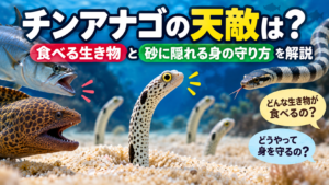 チンアナゴの天敵は？食べる生き物と砂に隠れる身の守り方を解説