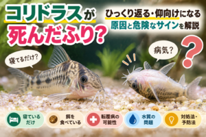 コリドラスが死んだふり？ひっくり返る・仰向けになる原因と危険なサインを解説