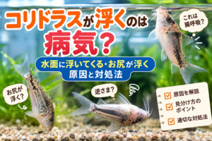 コリドラスが浮くのは病気？水面に浮いてくる・お尻が浮く原因と対処法