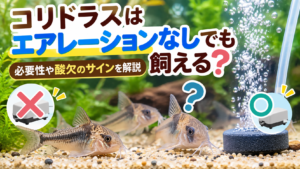 コリドラスはエアレーションなしでも飼える？必要性や酸欠のサインを解説