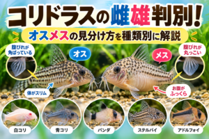 コリドラスの雌雄判別！オスメスの見分け方を種類別に解説