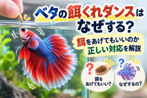 ベタの餌くれダンスはなぜする？餌をあげてもいいのか正しい対応を解説
