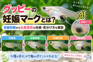 グッピーの妊娠マークとは？妊娠初期から出産直前の兆候・見分け方を解説