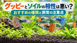 グッピーとソイルの相性は悪い？おすすめの種類と飼育の注意点