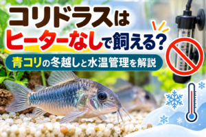 コリドラスはヒーターなしで飼える？青コリの冬越しと水温管理を解説