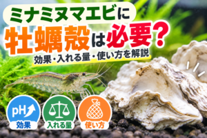 ミナミヌマエビに牡蠣殻は必要？効果・入れる量・使い方を解説