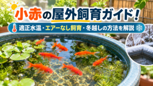 小赤の屋外飼育ガイド！適正水温・エアーなし飼育・冬越しの方法を解説