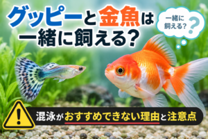 グッピーと金魚は一緒に飼える？混泳がおすすめできない理由と注意点