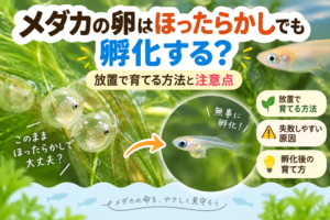 メダカの卵はほったらかしでも孵化する？放置で育てる方法と注意点