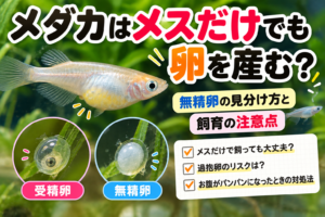 メダカはメスだけでも卵を産む？無精卵の見分け方と飼育の注意点