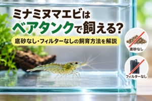 ミナミヌマエビはベアタンクで飼える？底砂なし・フィルターなしの飼育方法を解説