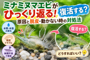 ミナミヌマエビがひっくり返る！復活する？原因と脱皮・動かない時の対処法