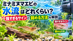 ミナミヌマエビの水流はどれくらい？強すぎるサインと弱める方法を解説