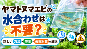 ヤマトヌマエビの水合わせは不要？正しい方法・時間・失敗対策を解説