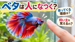 ベタは人になつく？寄ってくる理由・飼い主を覚えるのかも解説