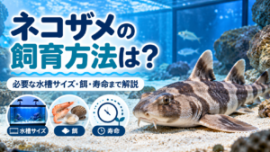 ネコザメの飼育方法は？必要な水槽サイズ・餌・寿命まで解説