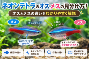 ネオンテトラのオスメスの見分け方！オスとメスの違いをわかりやすく解説