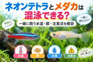 ネオンテトラとメダカは混泳できる？一緒に飼う水温・餌・注意点を解説