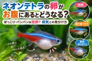 ネオンテトラの卵がお腹にあるとどうなる？ぽっこり・パンパンは抱卵？病気との見分け方
