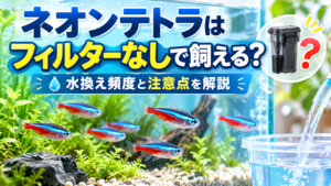 ネオンテトラはフィルターなしで飼える？水換え頻度と注意点を解説
