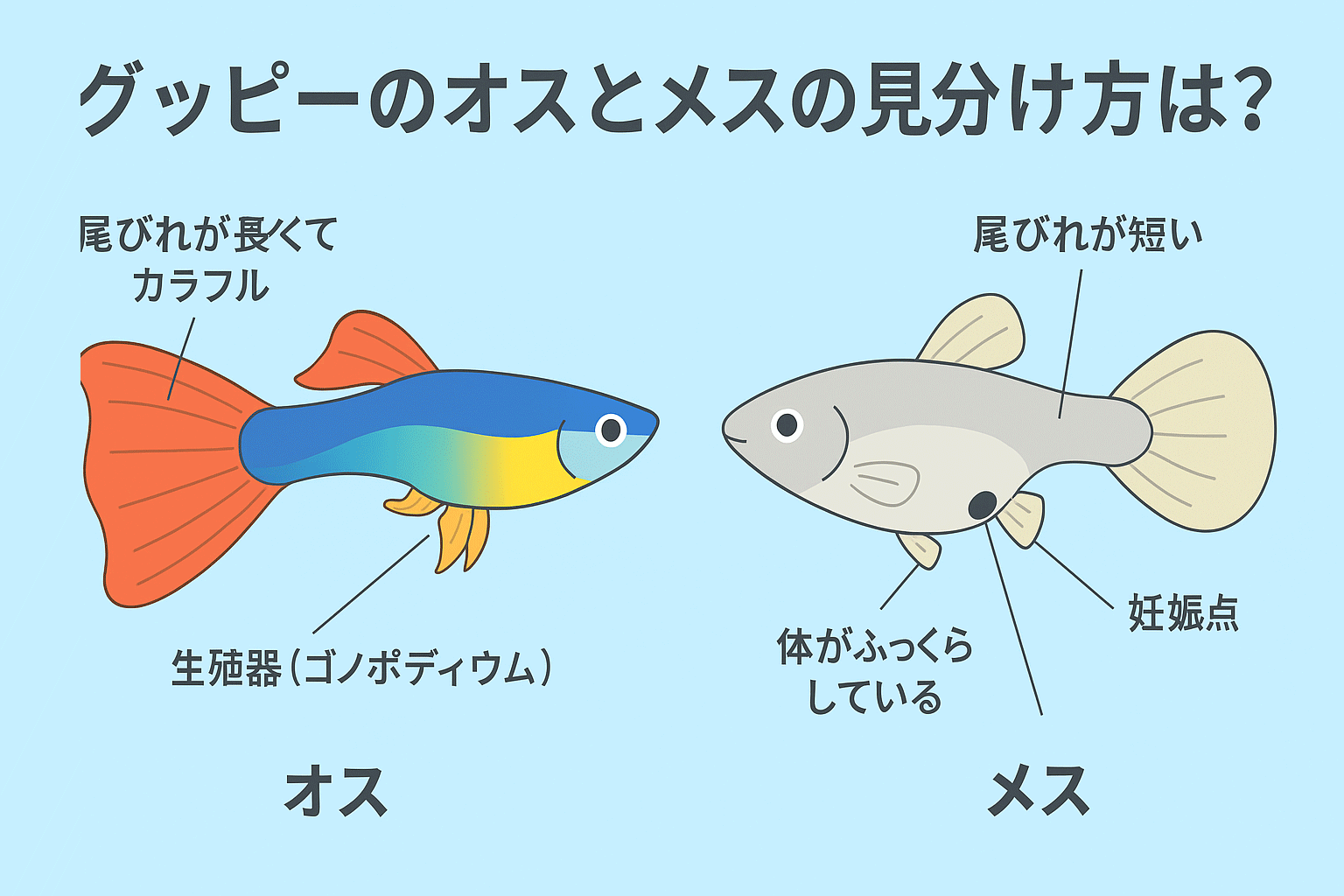 グッピーが繁殖しない原因は？オスだけ・適温・稚魚が消える理由と対策を解説！