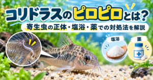 コリドラスのピロピロとは？寄生虫の正体・塩浴・薬での対処法を解説