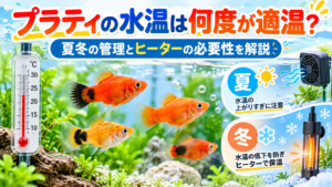 プラティの水温は何度が適温？夏冬の管理とヒーターの必要性を解説