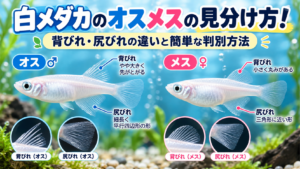 白メダカのオスメスの見分け方！背びれ・尻びれの違いと簡単な判別方法