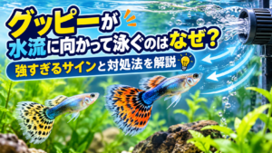 グッピーが水流に向かって泳ぐのはなぜ？強すぎるサインと対処法を解説