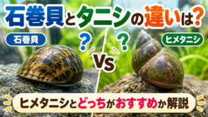 石巻貝とタニシの違いは？ヒメタニシとどっちがおすすめか解説